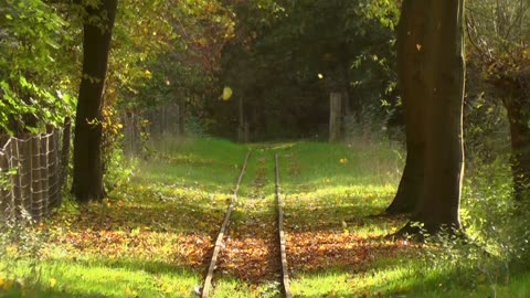 Leaves Falling in the Woods by Old Railroad Tracks #Scenic