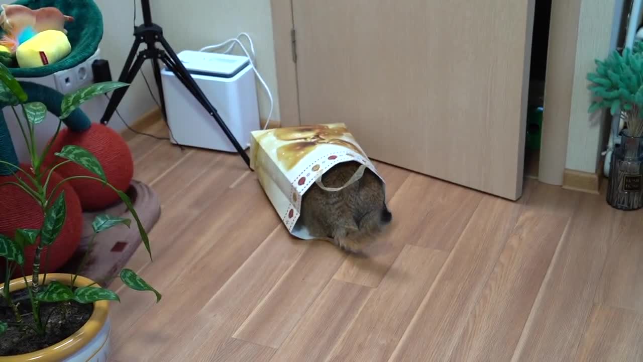 Hosico and New Year gift bag