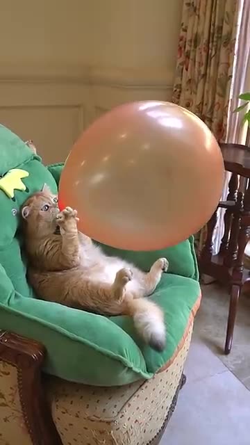 Comedy videos of cat 🥰😂🤣