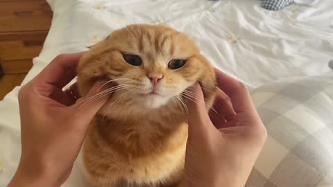 cute cat