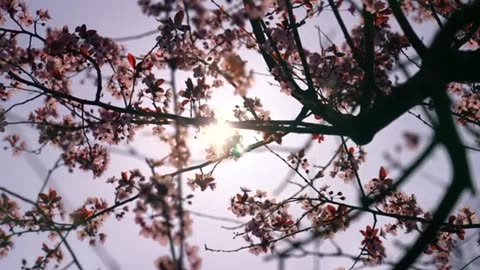 Relaxing Music | Sleeping, Meditation, Stress Relief | [7166] ⭐️