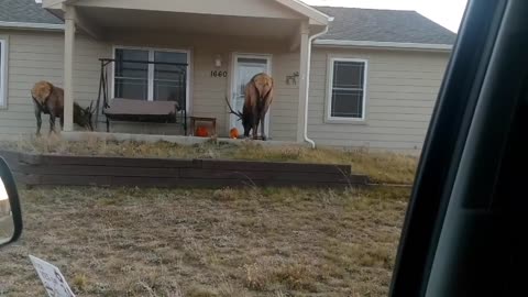 Elk Enjoy Pumpkins in Estes Park