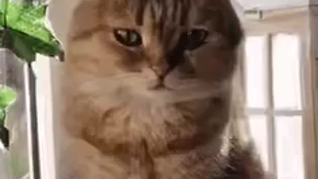 Cute Cat Gif