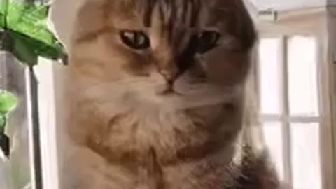 Cute Cat Gif