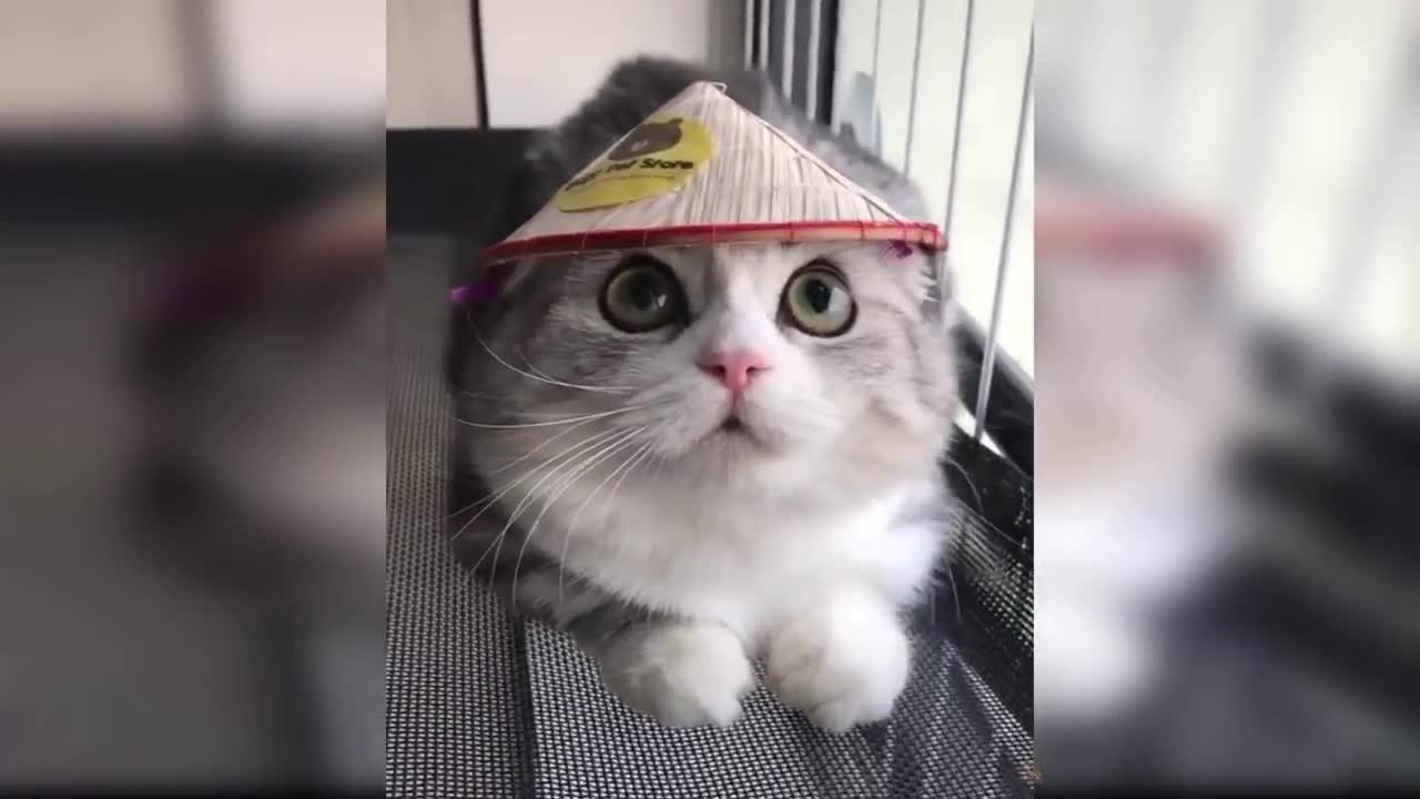 Baby Cats: A Collection of Cute and Funny Baby Cat Videos