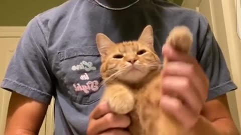 Funny cat video