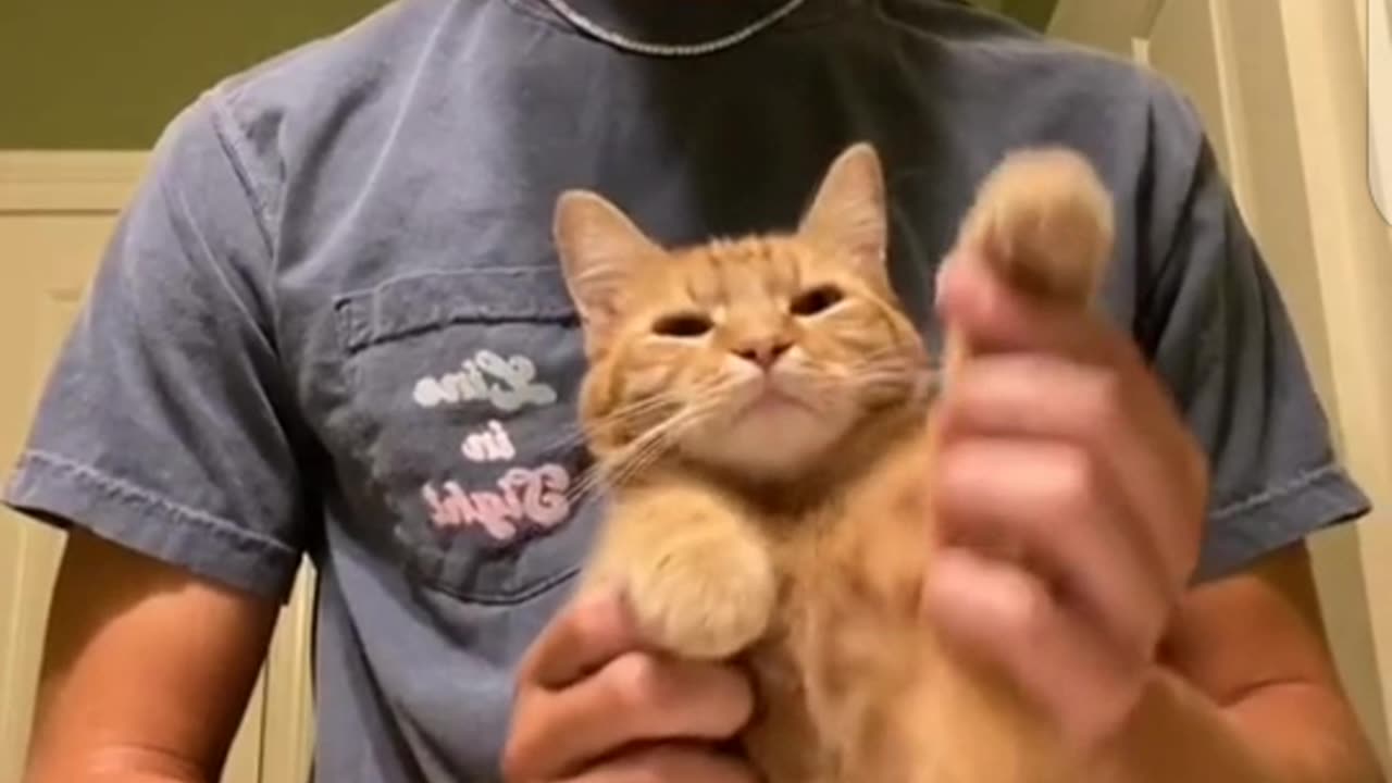 Funny cat video