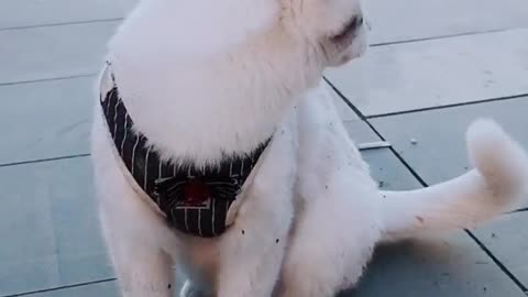 FUNNY CAT