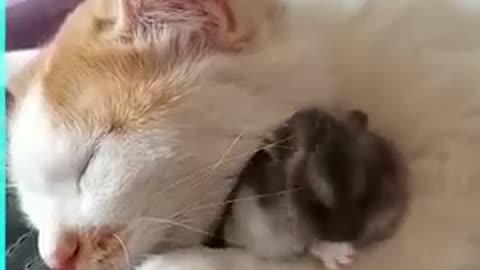 Tom and Jerry in Real life