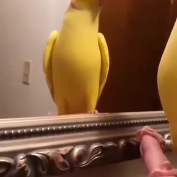 Parrot say peakoo #shorts #parrot #birds #parrots #shortvideo