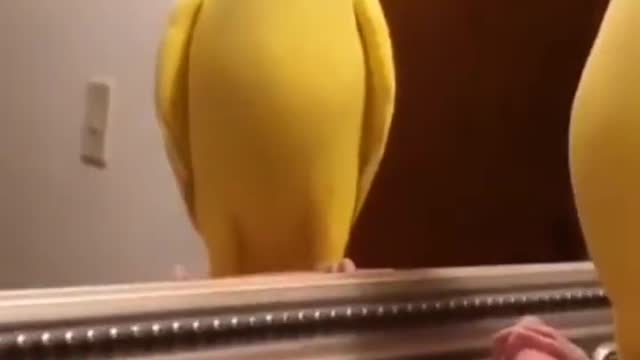 Parrot say peakoo #shorts #parrot #birds #parrots #shortvideo