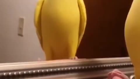 Parrot say peakoo #shorts #parrot #birds #parrots #shortvideo