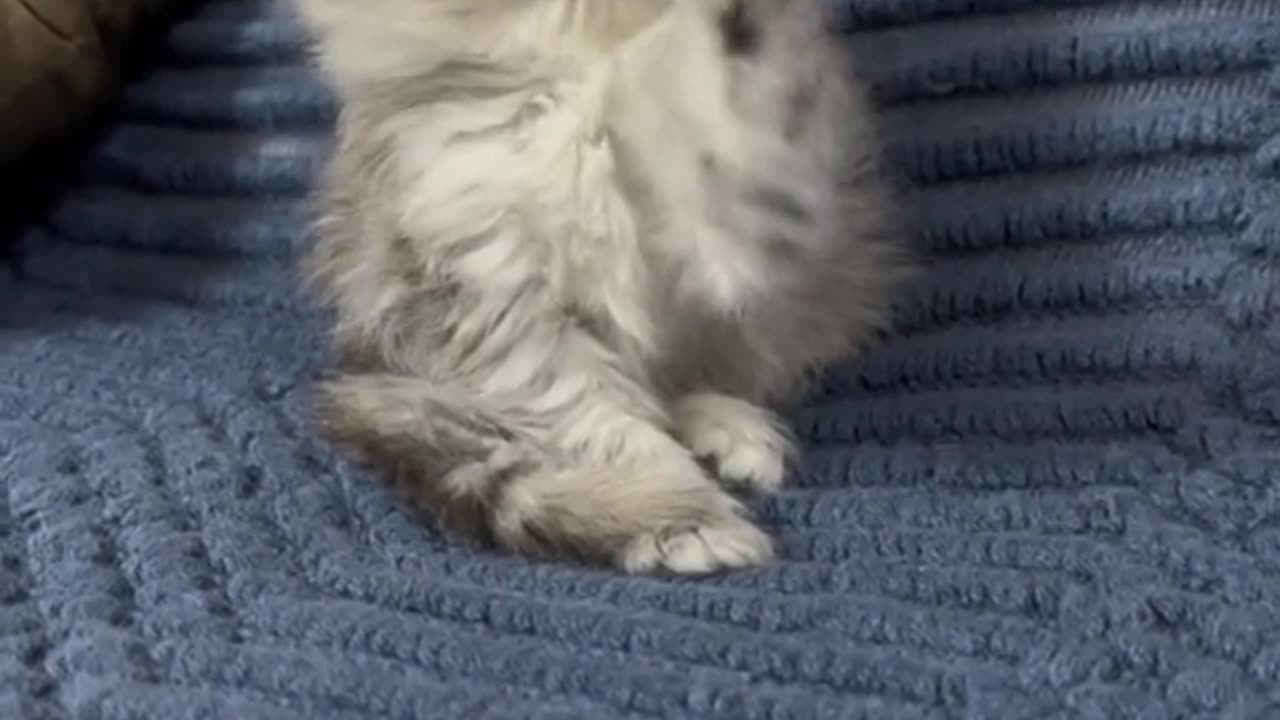 "Feline Frenzy: A Playful Kitten's Adventure!"
