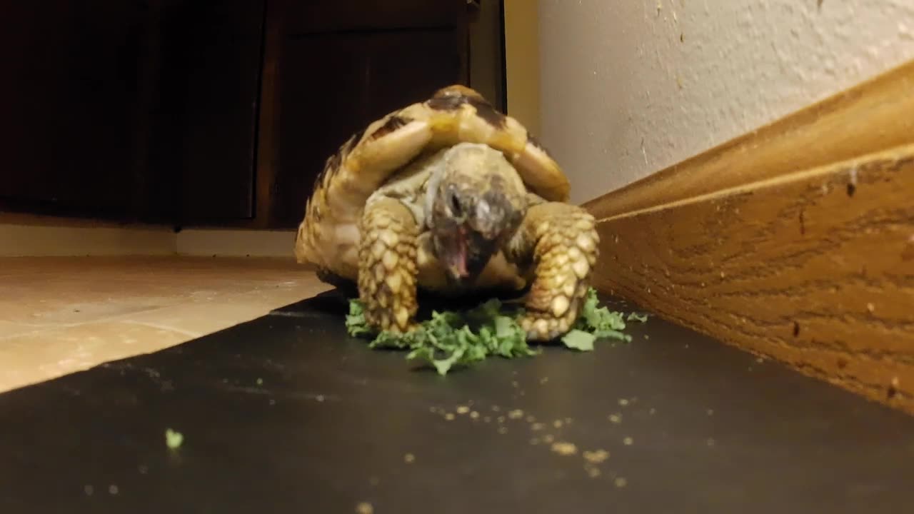 Tordy The Tortoise Eating Kale