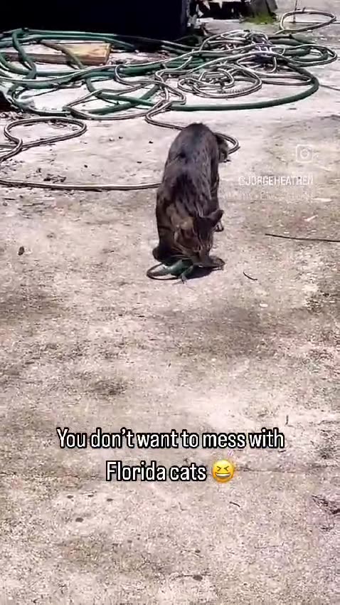 😱 When Your Cat Actually Listens! 🐱🐭😂