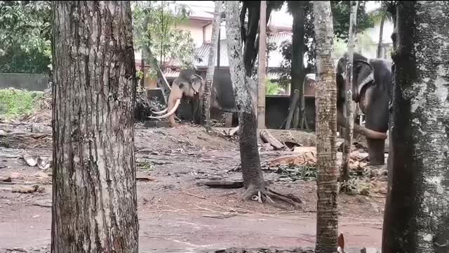 Elephant Tusker Srilanka Animals