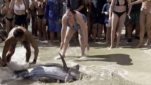 Marlin Swims to Shore and Beaches Itself