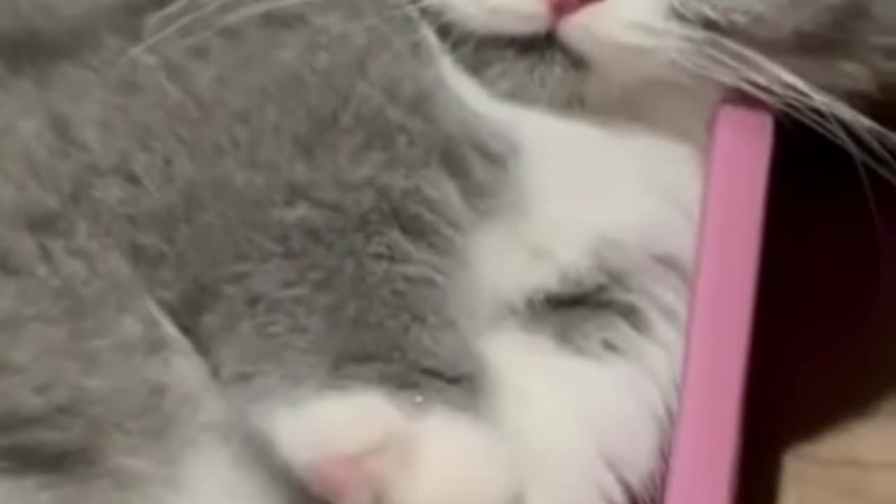 Try not to laugh 😂😆funny cat