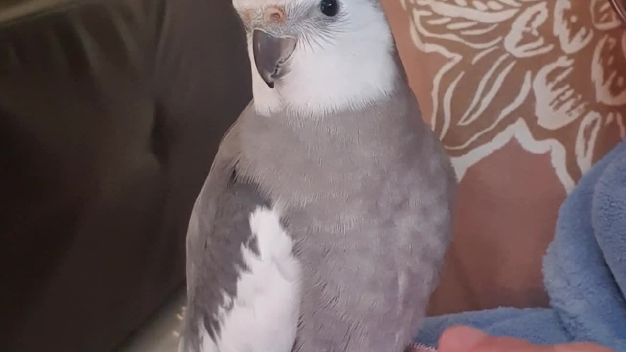 Funny bird I'm not in the mood