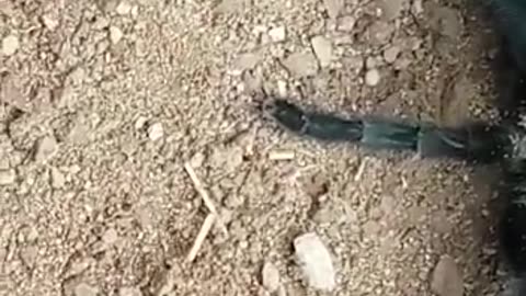 Black spider