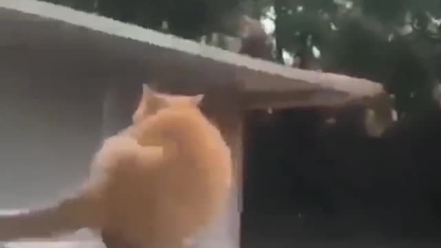 Funny cat jumps