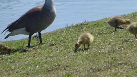 Baby Geese