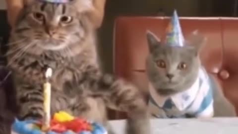 This cat may think the cake is too small