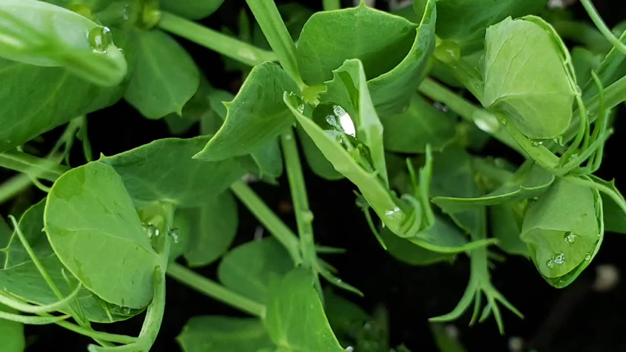 Pea shoot microgreens