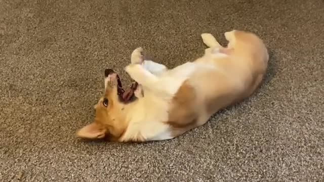 he’s going for the gold