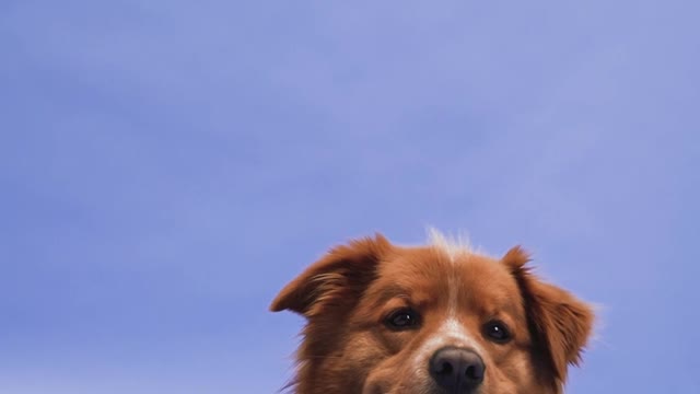 SEE THE STRANGE THING, THIS DOG DID