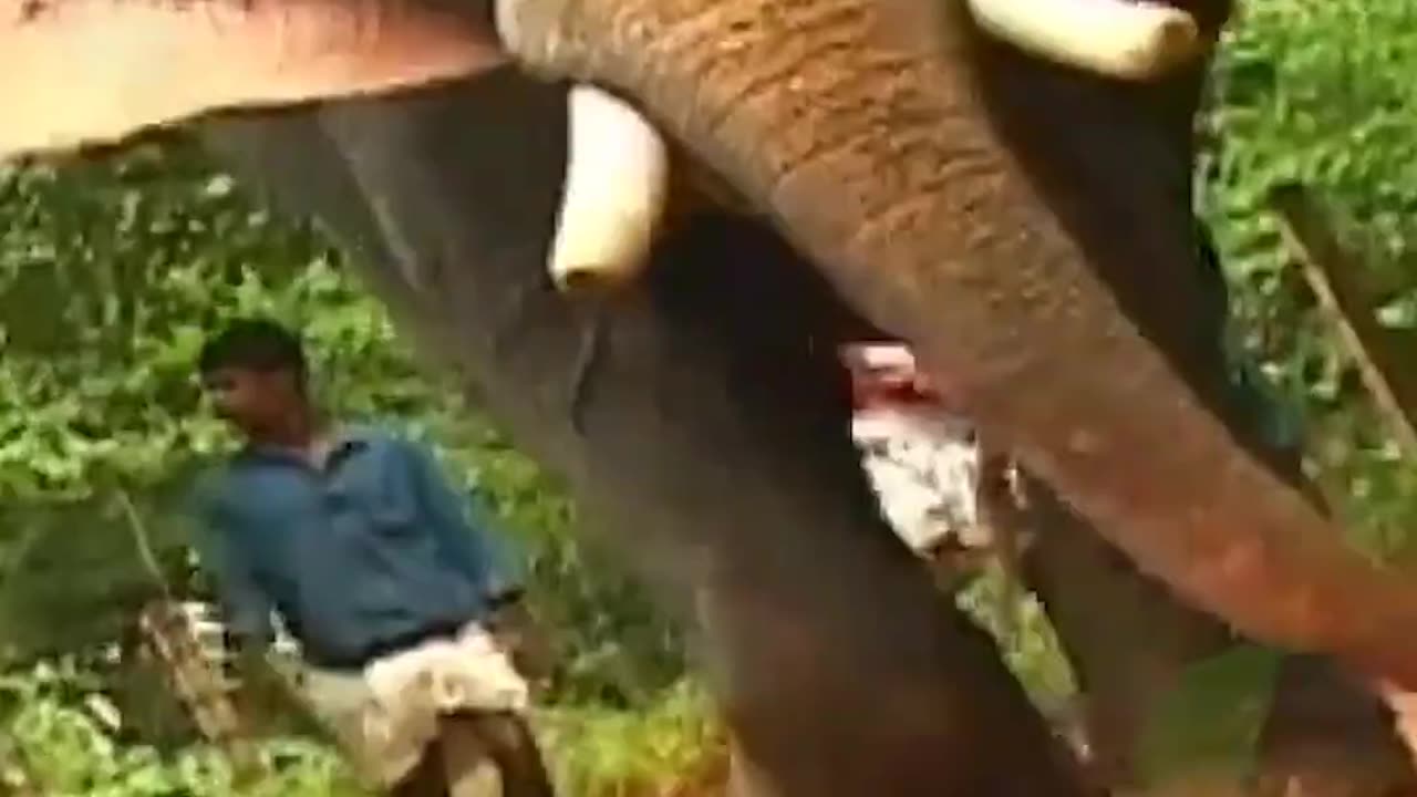 കുഴിബോമ്പുകളെ വഴിനടത്തിയ ആൺപിറപ്പ്.. കോട്ടായി രാജു ..സ്മരണാഞ്ജലി...