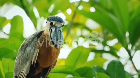 Boat Billed Heron Sitting In The Branches Of A Tree
