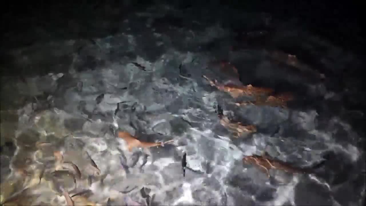 Shark Feeding Maldives