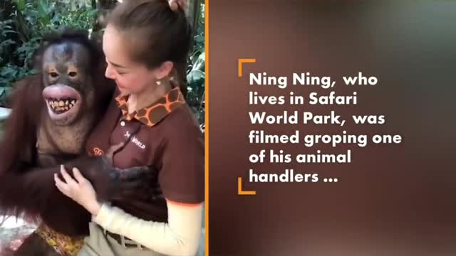 orangutan squeezing breast