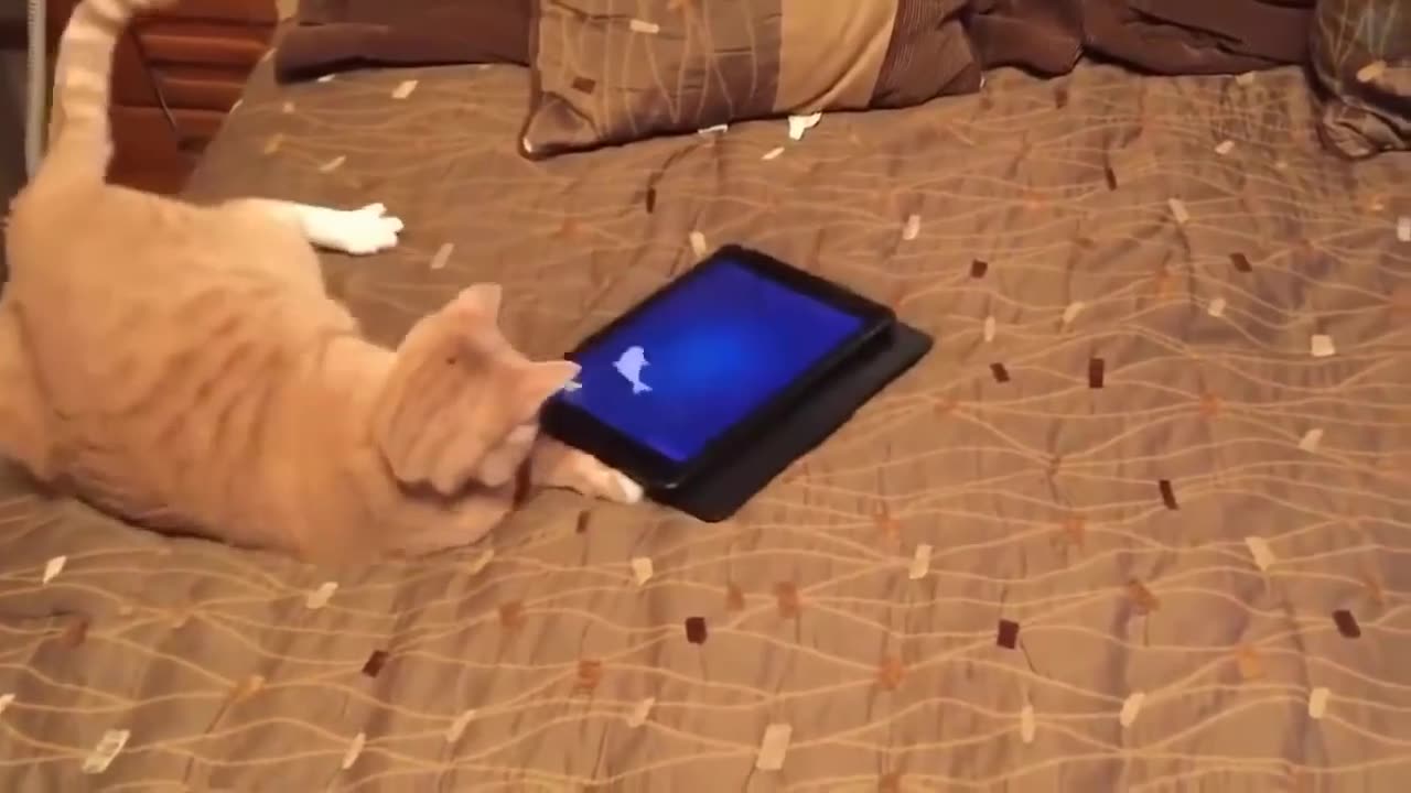 Pets Being Hilarious: A Compilation of the Funniest Pet Videos