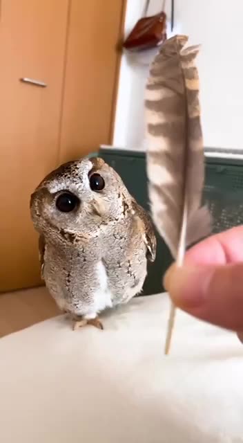 Cute little owl