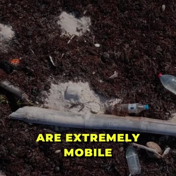 🌍 Microplastics: World Travelers! 🌊