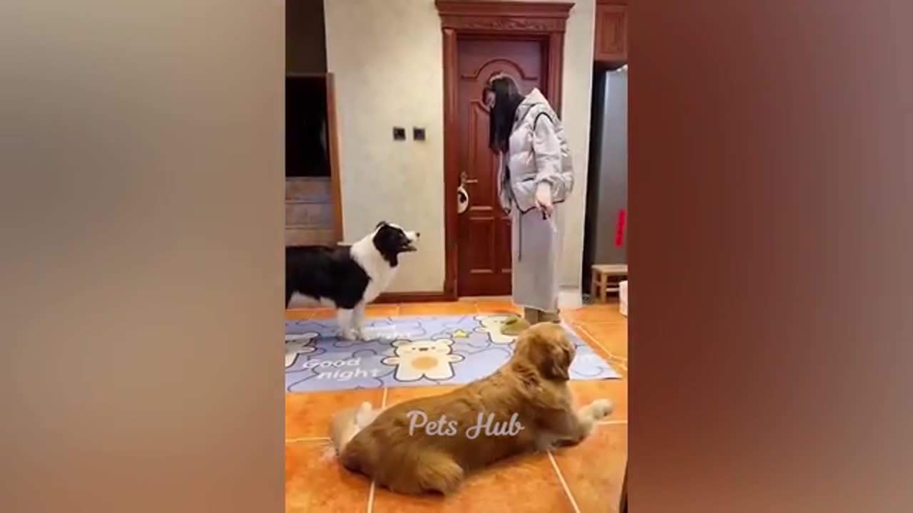 Funny pets
