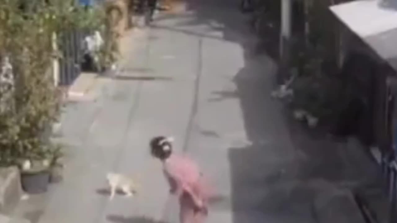 Woman faces off with alley cat