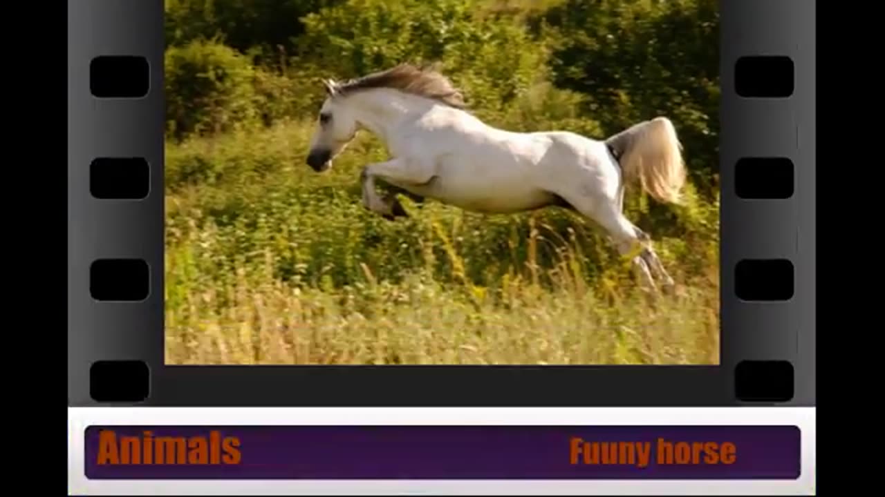 Funny horse