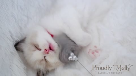 Ragdoll sleep while playing ~ ถ่านหมดซื้อถ่านมาเปลี่ยนแพร๊บ | Proudly Belly Ragdoll's Thailand