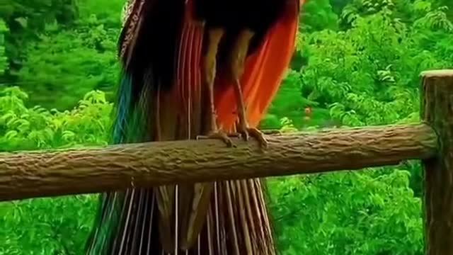 The peacocks are so beautiful