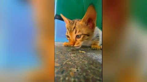 Cute Kittens - Funny and Cute Cat Videos Compilation 2023 #11