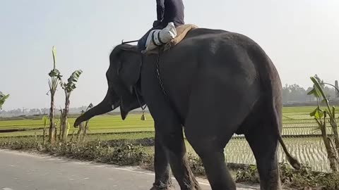 দেখুন এই বিশাল হাতিটা রাস্তাঘাটে কি কান্ড করে বসলো