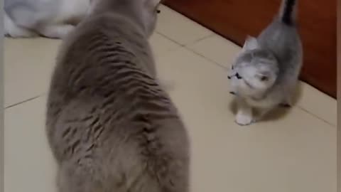 Funny video cat 🐱