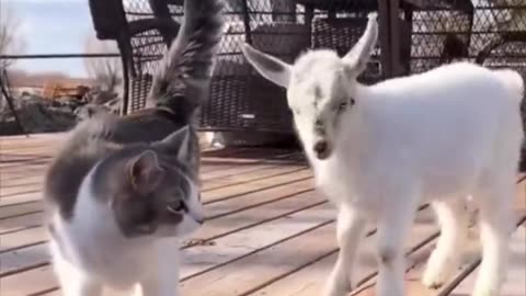 Cat and Goat Playtime