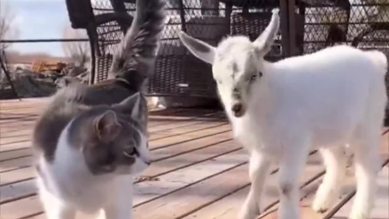 Cat and Goat Playtime