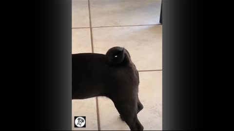 Cute dog replying owner