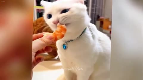 IMPOSSIBLE TRY NOT TO LAUGH Funny Cats Moments 2024