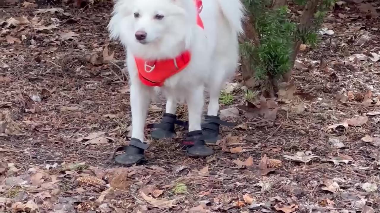 From icy tundras to lush jungles, my pup's spirit knows no bounds! 🐾❄️🌿